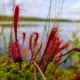 Rosnatka kapská Dark Maroon - Drosera capensis - osivo rosnatky - 10 ks