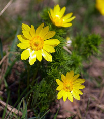 Hlaváček jarní - Adonis vernalis - osivo hlaváčku - 10 ks