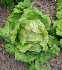 Salát ledový Pražan - Lactuca sativa var. capitata - osivo salátu - 100 ks