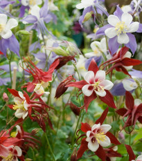 Orlíček velkokvětý směs barev - Aquilegia caerulea - osivo orlíčku - 250 ks