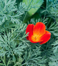 Sluncovka kalifornská červená - Eschscholzia californica - osivo sluncovky - 450 ks