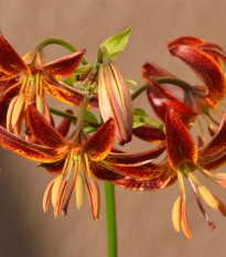 Lilie Martagon Arabian Knight - Lilium - cibule lilií - 1 ks