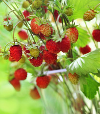 Jahodník Rujana - Fragaria vesca - osivo jahodníku - 200 ks