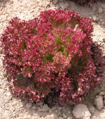 Salát listový Crimson - Lactuca sativa L. - osivo salátu - 300 ks