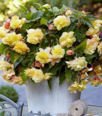 Begonie Sunny Dream - Begonia odorata - hlízy begónie - 2 ks