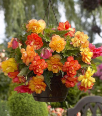 Begonie Golden Balcony - Begonia tuberhybrida - hlízy begónie - 2 ks