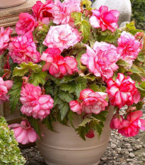 Begonie Pink Balcony - Begonia tuberhybrida - hlízy begónií - 2 ks