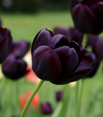 Tulipán Queen of Night - Tulipa - cibule tulipánů - 3 ks