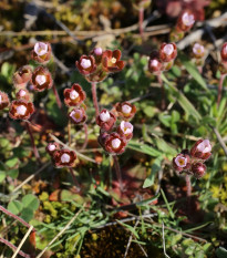 Pochybek největší - Androsace maxima - osivo pochybku - 15 ks