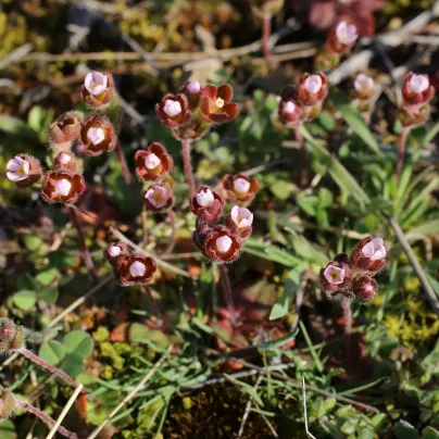 Pochybek největší - Androsace maxima - osivo pochybku - 15 ks