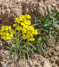 Len žlutý - Linum flavum - osivo lnu - 100 ks