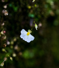 Bublinatka orchidoidní - Utricularia alpina - osivo bublinatky - 10 ks