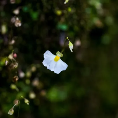 Bublinatka orchidoidní - Utricularia alpina - osivo bublinatky - 10 ks