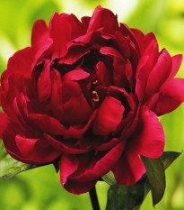 Pivoňka Madame Gaudichau - Paeonia lactiflora - hlízy pivoněk - 1 ks