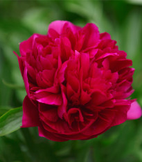 Pivoňka Big Ben – Paeonia lactiflora – pivoňky – cibulky