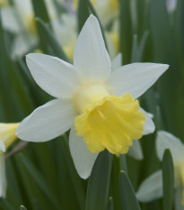 Narcis Topolino - Narcissus - cibule narcisů - 3 ks