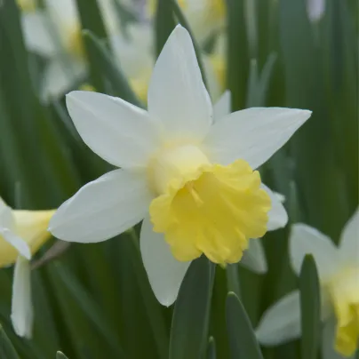 Narcis Topolino - Narcissus - cibule narcisů - 3 ks