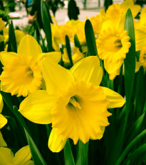 Narcis Dutch Master - Narcissus - cibule narcisů - 3 ks