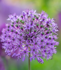 Česnek Christophii - Allium christophii - cibule česneků - 2 ks