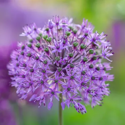 Česnek Christophii - Allium christophii - cibule česneků - 2 ks