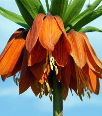 Řebčík královský červený - Fritillaria imperialis rubra - cibule řebčíků - 1 ks