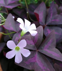 Šťavel trojhranný - Oxalis triangularis - hlízy šťavele - 3 ks