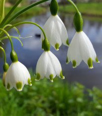 Bledule letní - Leucojum aestivum - cibule bledulí - 2 ks