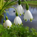 Bledule letní - Leucojum aestivum - cibule bledulí - 2 ks