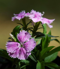 Hvozdík sibiřský - Dianthus amurensis - osivo hvozdíku - 100 ks