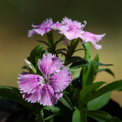 Hvozdík sibiřský - Dianthus amurensis - osivo hvozdíku - 100 ks