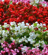 Begonie Nightlife Mix F1 - Begonia semperflorens - osivo begónie - 12 ks