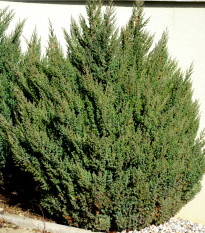 Jalovec čínský - Juniperus chinensis - osivo jalovce - 5 ks