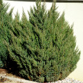 Jalovec čínský - Juniperus chinensis - osivo jalovce - 5 ks