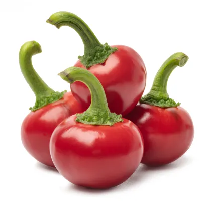 Chilli Satans Kiss - Capsicum annuum - osivo chilli - 7 ks