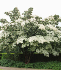 Dřín japonský - Svída japonská - Cornus kousa - osivo svídy - 4 ks