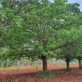 Vlnovec pětimužný - Kapok - Ceiba pentandra - osivo kapoku - 10 ks