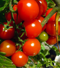 Rajče keříčkové Gartenperle - Solanum lycopersicum  - osivo rajčat - 10 ks