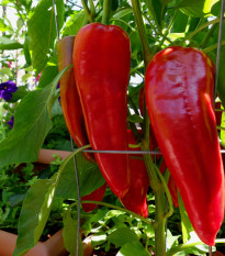 Paprika Marconi Red - Capsicum Annuum - osivo papriky - 10 ks