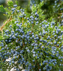 Jalovec virginský - Juniperus virginiana - osivo jalovce - 5 ks