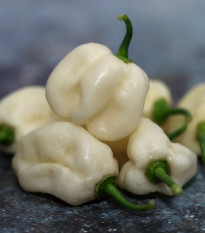 Chilli Habanero White - Capsicum chinense - osivo chilli - 6 ks