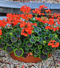 Muškát páskatý Nekita Scarlet F1 - Pelargonium zonale - osivo muškátu - 4 ks