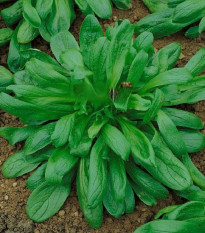 Kozlíček Large Leaved - Vallerianella locusta - osivo kozlíčku - 150 ks