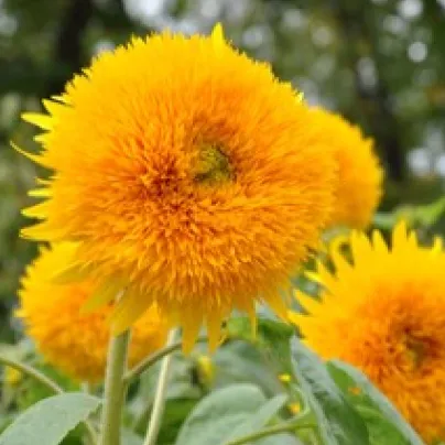 Slunečnice Sonnengold – Helianthus annuus – osivo slunečnice