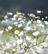 Šáter latnatý bílý - Gypsophila paniculata - osivo šáteru - 150 ks