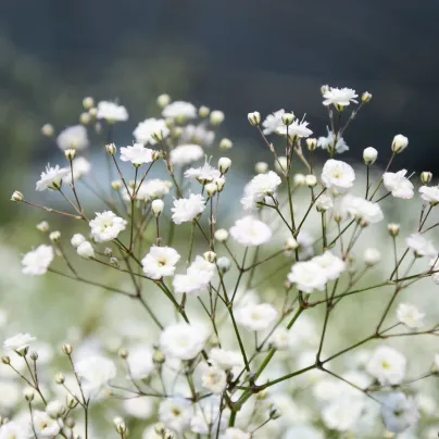 Šáter latnatý bílý - Gypsophila paniculata - osivo šáteru - 150 ks