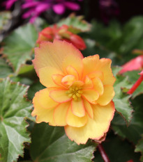 Begonie Marginata žlutá - Begonia crispa - hlízy begonie - 2 ks