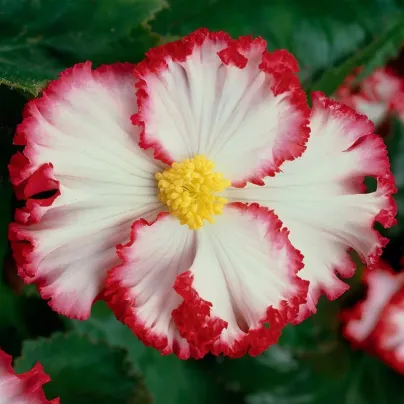 Begonie Marginata bílá – Begonia crispa – begónie – hlízy