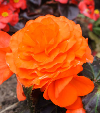 Begonie Nonstop oranžová – Begonia tuberhybrida – begónie – hlízy