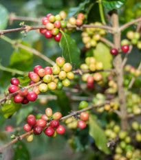 Kávovník arabský Costa Rica 95  – Coffea arabica – prodej semen