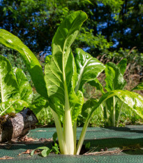 Mangold řapíkatý Lusiana – Beta vulgaris – osivo mangoldu